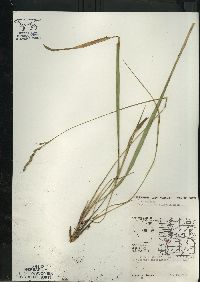 Oryzopsis asperifolia image