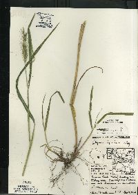 Elymus virginicus var. virginicus image