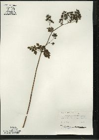 Thalictrum dasycarpum image