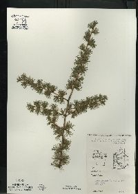 Larix laricina image