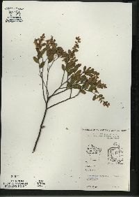 Chamaedaphne calyculata image