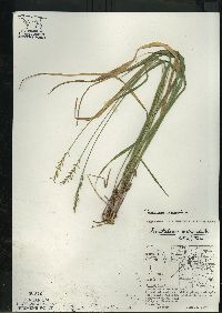 Oryzopsis asperifolia image