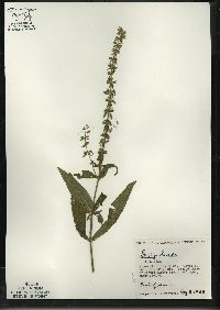 Stachys tenuifolia image