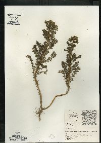 Matricaria discoidea image