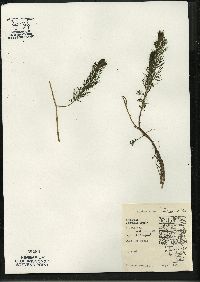 Myriophyllum sibiricum image