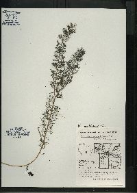 Myriophyllum sibiricum image