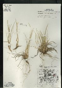 Dichanthelium linearifolium image