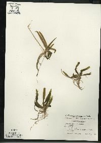 Vallisneria americana image