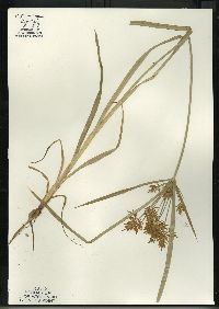 Cyperus esculentus var. leptostachyus image