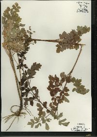 Thalictrum dasycarpum image