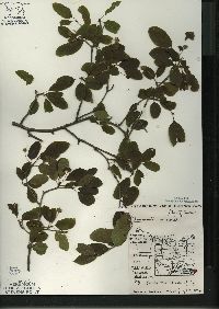 Ilex mucronata image