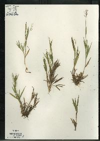 Dichanthelium acuminatum subsp. columbianum image