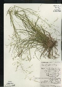 Poa alsodes image