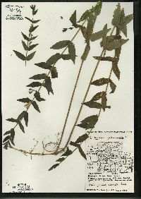 Scutellaria galericulata image