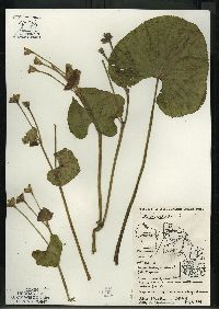 Caltha palustris image