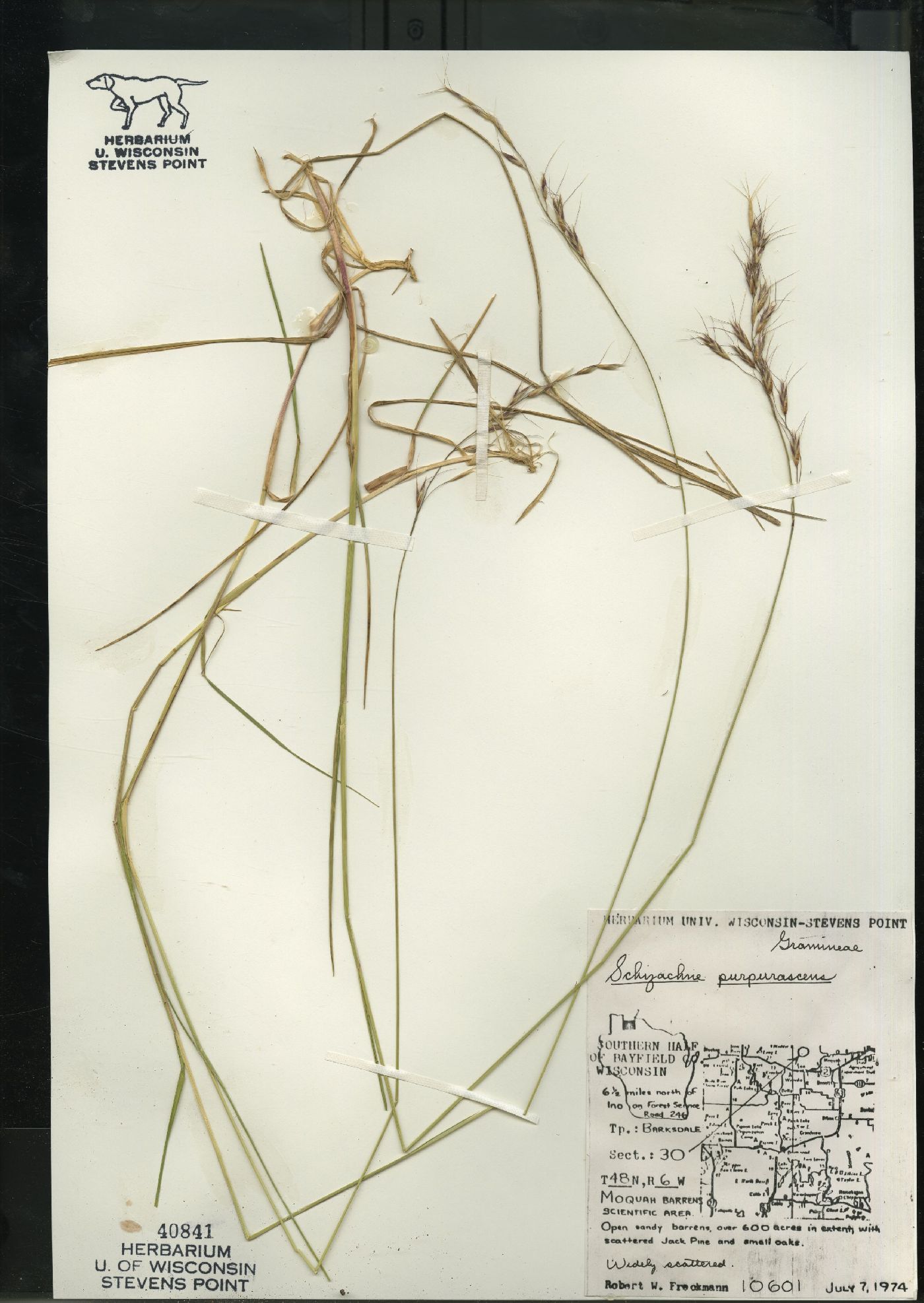 Schizachne purpurascens image