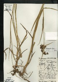 Scirpus hattorianus image