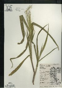 Panicum capillare subsp. capillare image