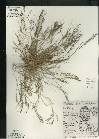 Eragrostis pectinacea var. pectinacea image