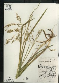 Glyceria canadensis image