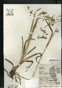 Scirpus hattorianus image