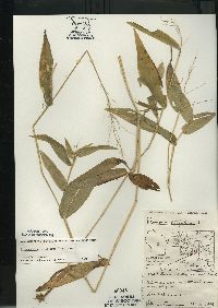 Dichanthelium latifolium image