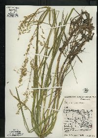 Glyceria canadensis image