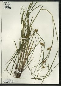 Carex tuckermanii image