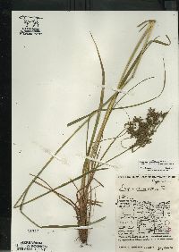 Scirpus atrocinctus image