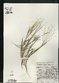 Digitaria cognata image