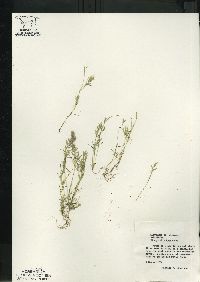 Eragrostis hypnoides image