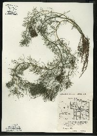 Myriophyllum sibiricum image