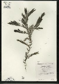 Ceratophyllum demersum image