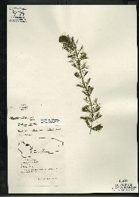 Bidens beckii image