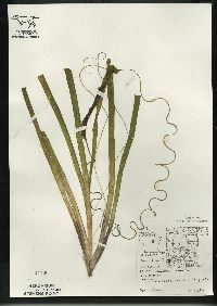 Vallisneria americana image