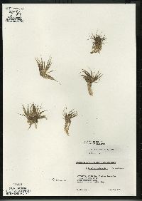 Eriocaulon aquaticum image