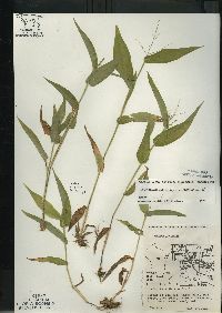 Dichanthelium latifolium image