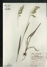 Bromus kalmii image