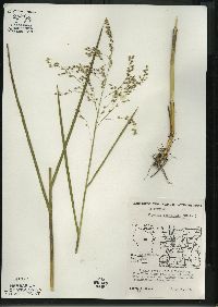 Glyceria canadensis image