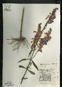 Physostegia virginiana image