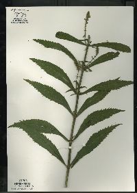 Physostegia virginiana image