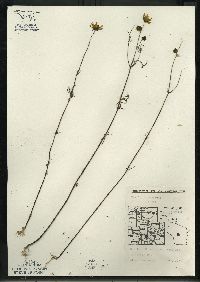 Bidens trichosperma image