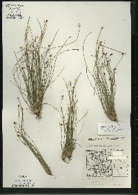 Eleocharis engelmannii image