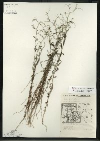 Palustricodon aparinoides image