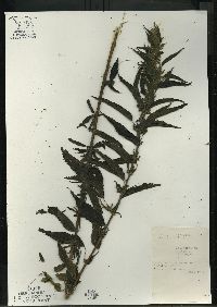 Urtica gracilis image