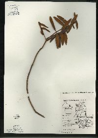 Rhododendron groenlandicum image