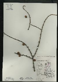 Larix laricina image