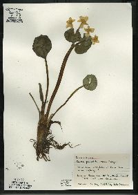 Caltha palustris image