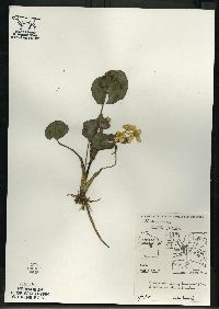 Caltha palustris image