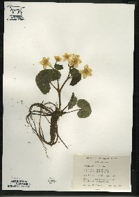 Caltha palustris image